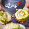 【时令】正宗马连庄甜瓜 皮薄脆甜多汁 当季鲜果 商品缩略图4
