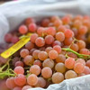 【荔枝香 葡萄】澳洲货，果粒不大，粉色果皮，有脆皮感，无籽，带有荔枝香甜，口感很好！ 商品缩略图1
