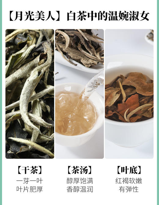 凤宁号 | 2024年 白茶集合装5g*10泡（50g） 商品图2