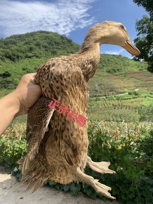 永新生态稻田放养老鸭三年老母鸭散养土鸭现杀煲汤营养 商品图0