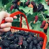 纯黑桑葚膏/黑桑葚干（2026年新货）现熬现烤 商品缩略图9