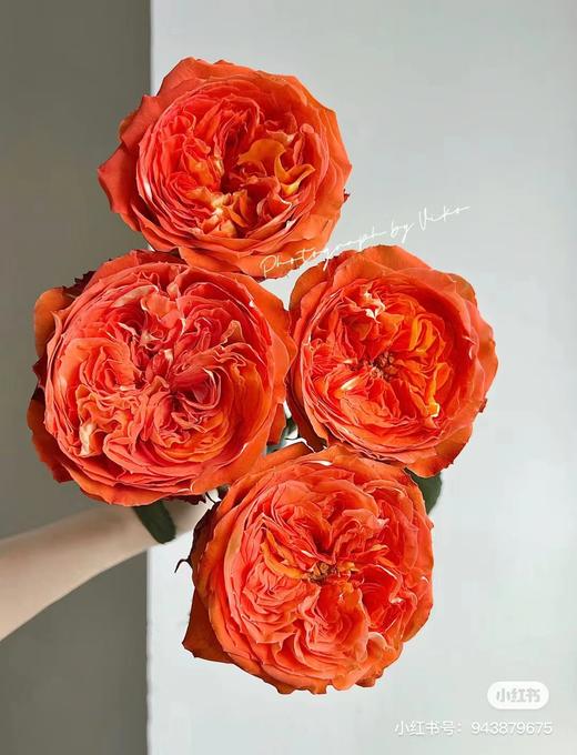 单头玫瑰 | 橙子 商品图0