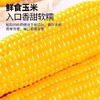 统一零售价13！B/速冻万全糯玉米1袋/4根-约1.3KG 商品缩略图3