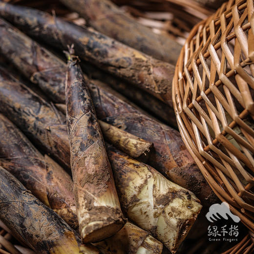 野生浙江春笋| 合作生产* Wild spring bamboo shoot | Coproduction 商品图3