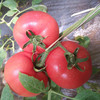 【陕西】普罗旺斯水果西红柿 个大 人工采摘 美味爽口 商品缩略图1