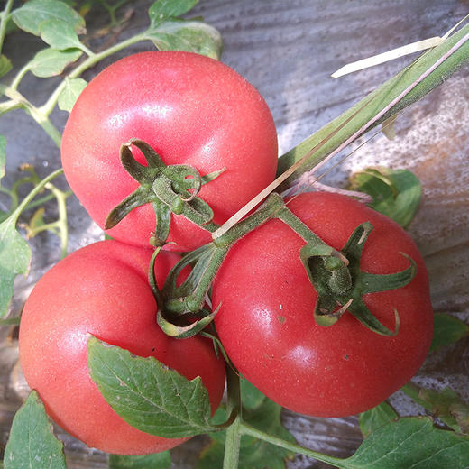 【陕西】普罗旺斯水果西红柿 个大 人工采摘 美味爽口 商品图1