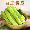 【山东黄瓜】白玉黄瓜新鲜山东旱黄瓜生吃孕妇蔬菜农当季水果青瓜 商品缩略图6