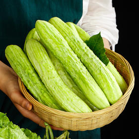 【山东黄瓜】白玉黄瓜新鲜山东旱黄瓜生吃孕妇蔬菜农当季水果青瓜
