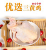笨笨乐三黄鸡900g 商品缩略图2