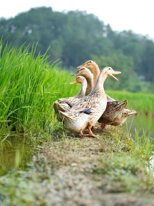 永新生态稻田放养老鸭三年老母鸭散养土鸭现杀煲汤营养 商品图2