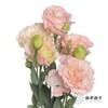 配花 | 洋桔梗肉粉 商品缩略图1