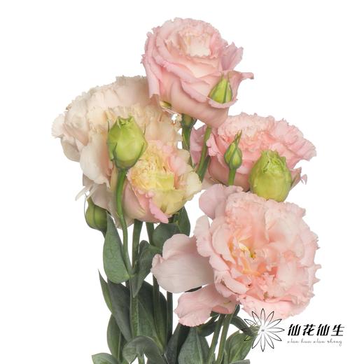 配花 | 洋桔梗肉粉 商品图1