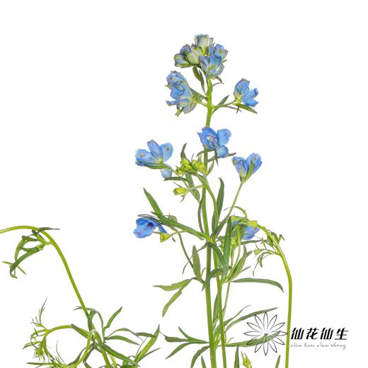 配花 | 小飞燕紫色 商品图3
