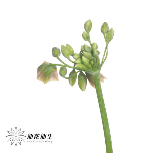 配花 | 国产葱花西西里 商品图3