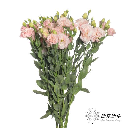 配花 | 洋桔梗肉粉 商品图2