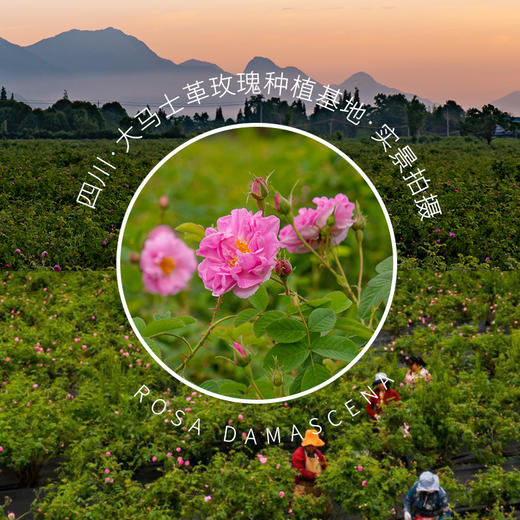 【买1送1】芳研社鲜萃玫瑰花露香气馥郁焕靓与润泽肌肤玫瑰鲜香冻干提取 商品图4