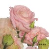 配花 | 洋桔梗肉粉 商品缩略图3