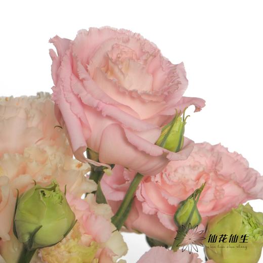 配花 | 洋桔梗肉粉 商品图3