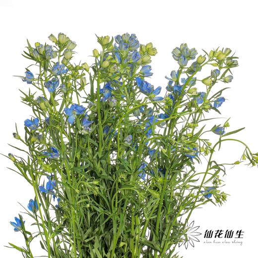 配花 | 小飞燕紫色 商品图4