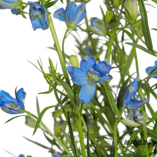 配花 | 小飞燕紫色 商品图0