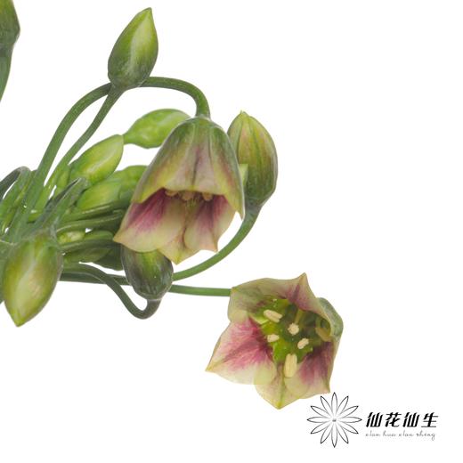 配花 | 国产葱花西西里 商品图1