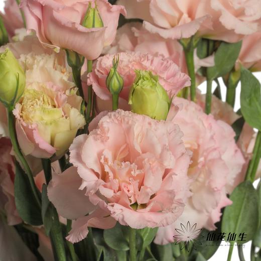 配花 | 洋桔梗肉粉 商品图0