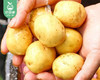 翔安本地迷你小土豆/1份（2.5kg±100g） 商品缩略图1