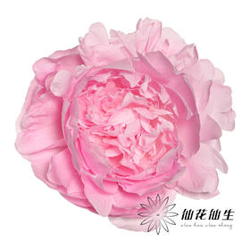 【预山东仓】顺丰包邮芍药 | 餐盘【可备注发货时间】