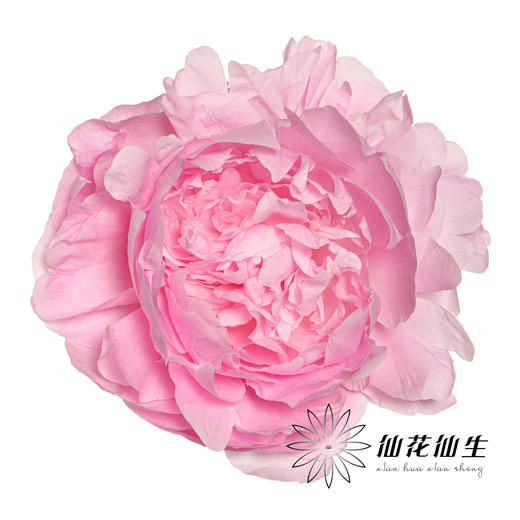 【预山东仓】顺丰包邮芍药 | 餐盘【可备注发货时间】 商品图0