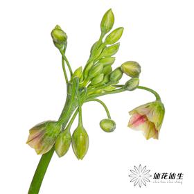 配花 | 国产葱花西西里