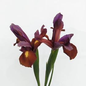 配花 | 鸢尾红灰烬