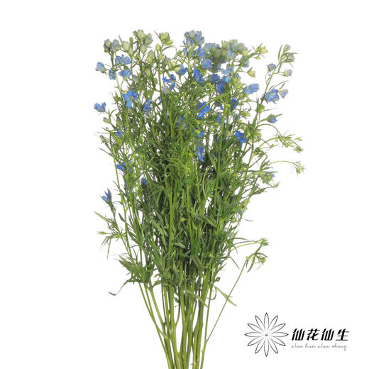 配花 | 小飞燕紫色 商品图2