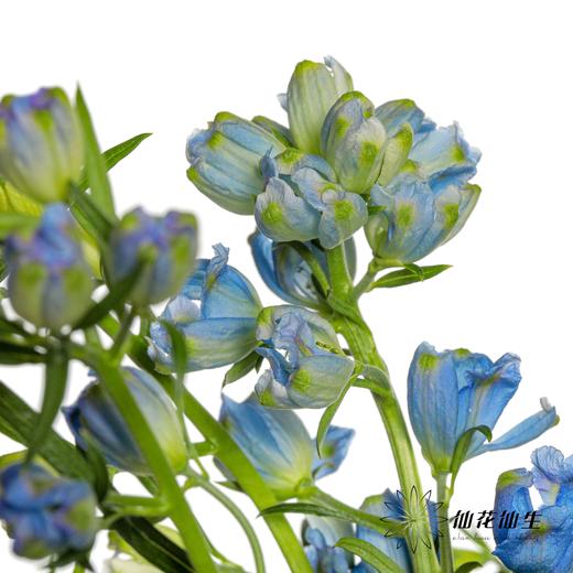 配花 | 小飞燕紫色 商品图1