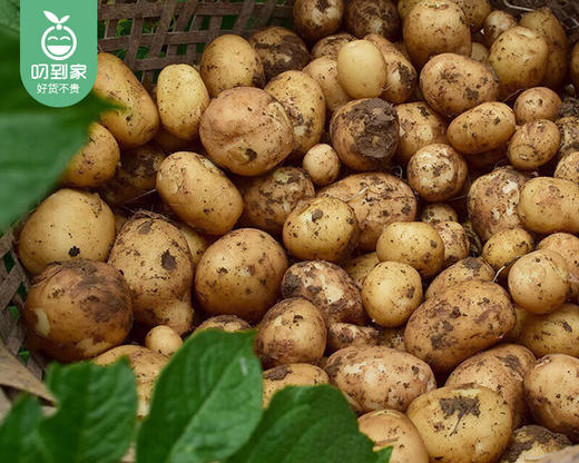 翔安本地迷你小土豆/1份（2.5kg±100g） 商品图4