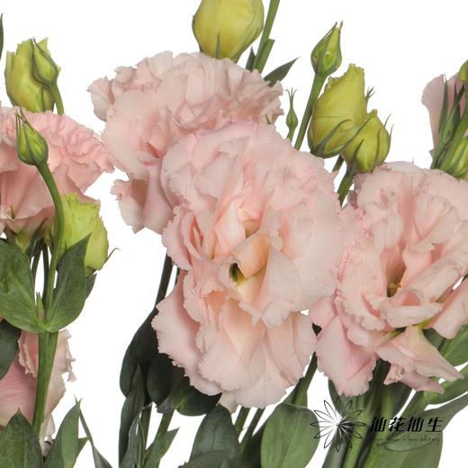 配花 | 洋桔梗肉粉 商品图4