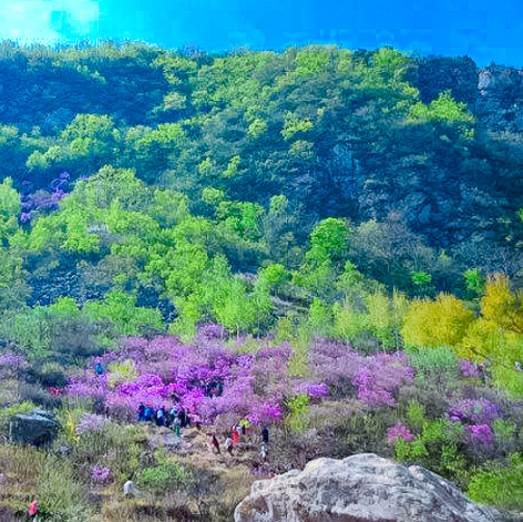 周末1天【黄梁根78元】壮观集中的杜鹃花-黄梁根11公里环穿<初级强度>