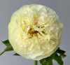 【预售！4.20起陆续发出】柠檬雪纺【人间四月天，芍药铺庭前】简小姐精选柠檬黄色新品 柠檬雪纺 2件包邮 顺丰空运 商品缩略图1