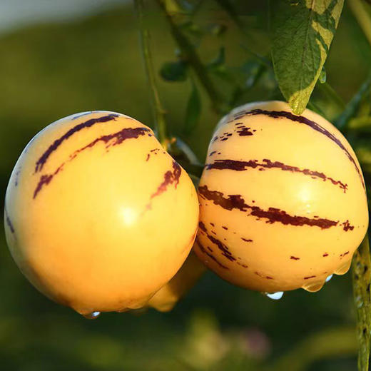 树上熟 风化石人参果  3斤大果 商品图5