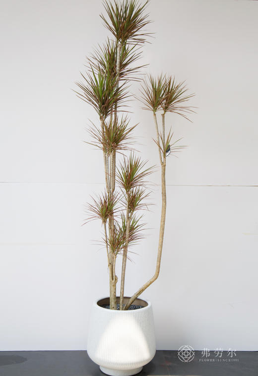 千年木 商品图0