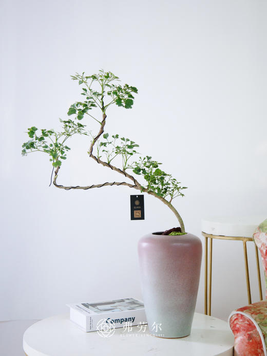 芹叶福禄桐 商品图0