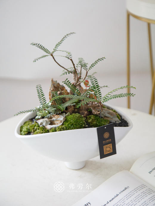 叶下珠 商品图0