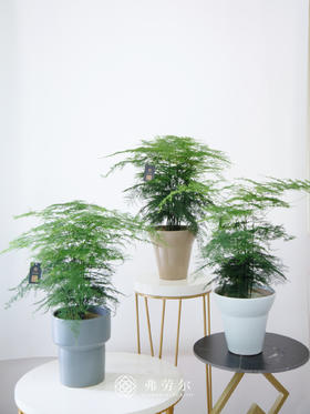 文竹盆栽