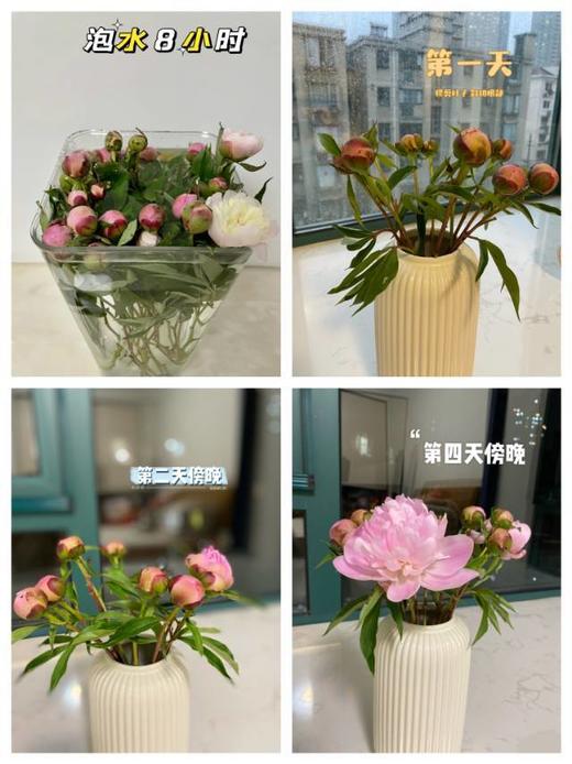 【春末花神-重瓣芍药】花骨朵发货，需醒花，芍药周期只有1周，喜欢花花的不容错过~ 商品图6