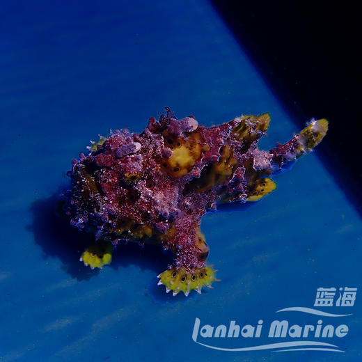 皇冠五脚虎-橙 商品图3