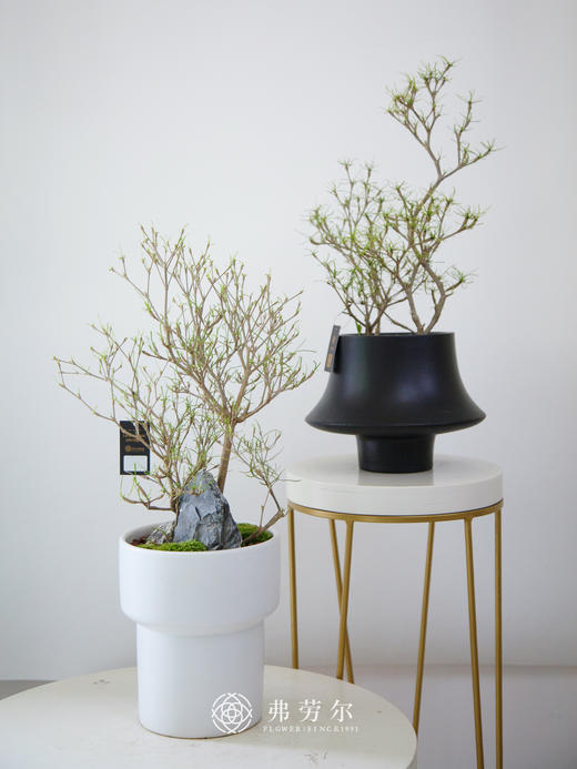 黑盆柳叶麒麟 商品图0