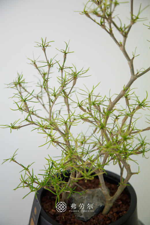 黑盆柳叶麒麟 商品图1