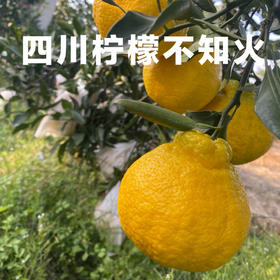 四川柠檬不知火柑橘新鲜一级现摘现发5斤8斤