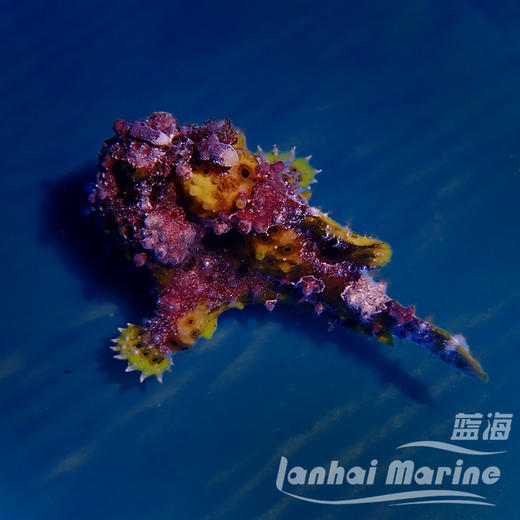 皇冠五脚虎-橙 商品图2