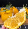 四川柠檬不知火柑橘新鲜一级现摘现发5斤8斤 商品缩略图1
