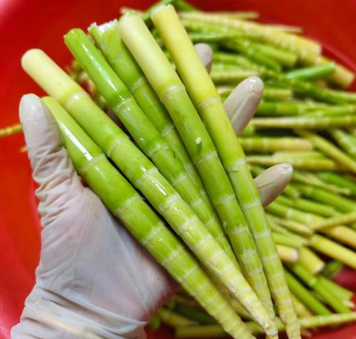郧西六郎乡新鲜脆嫩竹笋春笋真空包装500g/袋（满3袋全国包邮） 商品图1